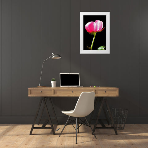 Pink Peony II White Modern Wood Framed Art Print by Putman, Tammy