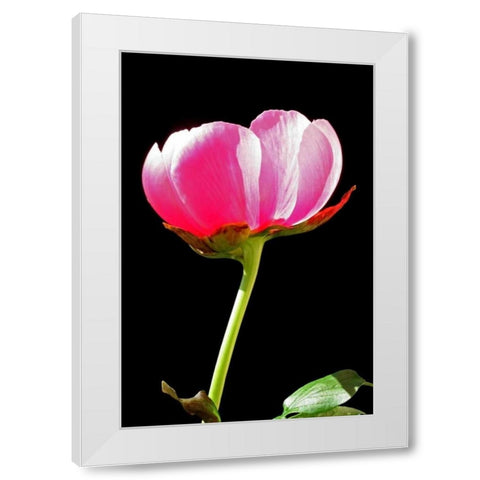 Pink Peony II White Modern Wood Framed Art Print by Putman, Tammy