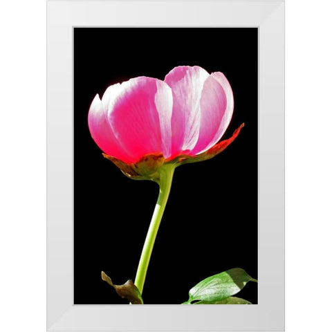 Pink Peony II White Modern Wood Framed Art Print by Putman, Tammy