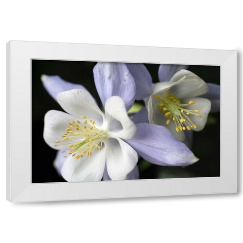 Purple Columbine I White Modern Wood Framed Art Print by Putman, Tammy