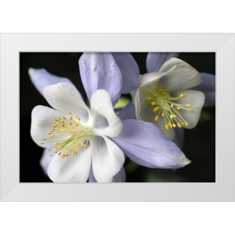 Purple Columbine I White Modern Wood Framed Art Print by Putman, Tammy