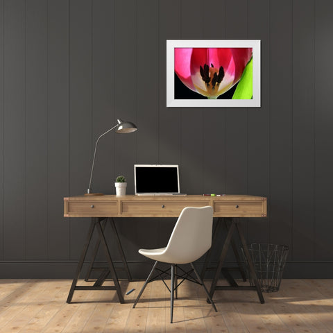Pink Tulip White Modern Wood Framed Art Print by Putman, Tammy