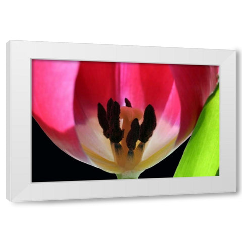 Pink Tulip White Modern Wood Framed Art Print by Putman, Tammy