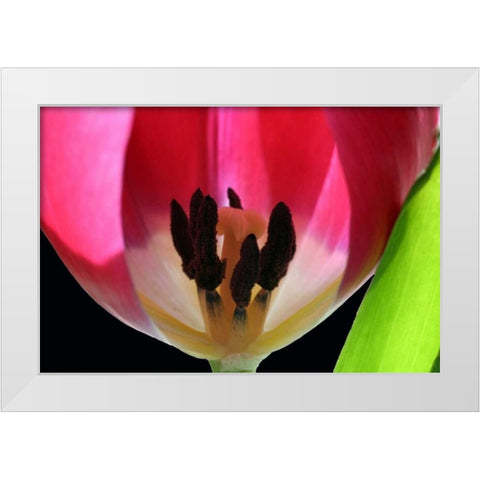 Pink Tulip White Modern Wood Framed Art Print by Putman, Tammy