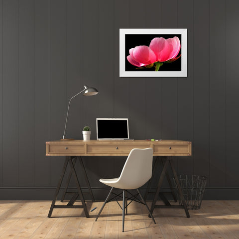 Pink Peony III White Modern Wood Framed Art Print by Putman, Tammy