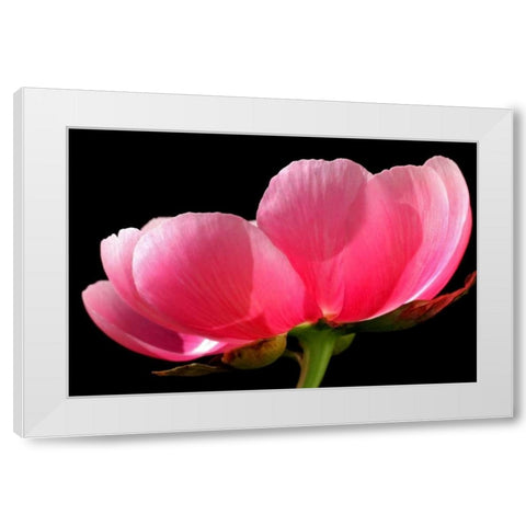 Pink Peony III White Modern Wood Framed Art Print by Putman, Tammy