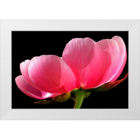 Pink Peony III White Modern Wood Framed Art Print by Putman, Tammy