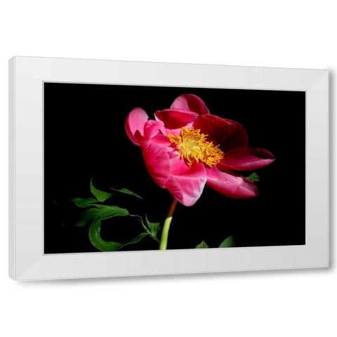 Pink Peony IV White Modern Wood Framed Art Print by Putman, Tammy