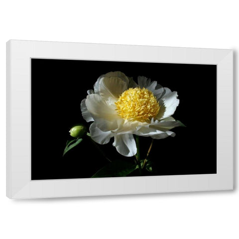 White Peony I White Modern Wood Framed Art Print by Putman, Tammy