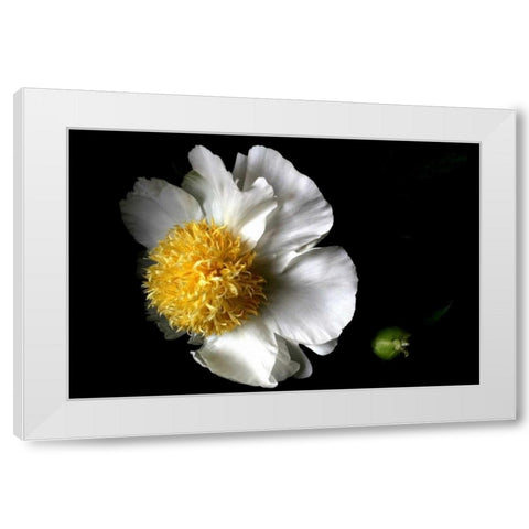 White Peony II White Modern Wood Framed Art Print by Putman, Tammy