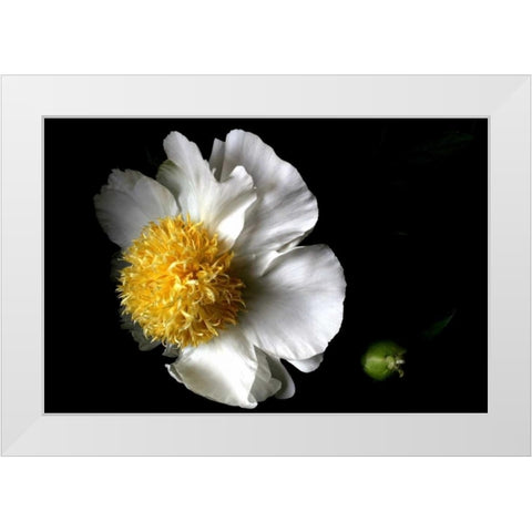 White Peony II White Modern Wood Framed Art Print by Putman, Tammy