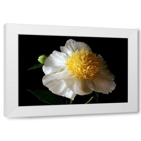 White Peony III White Modern Wood Framed Art Print by Putman, Tammy