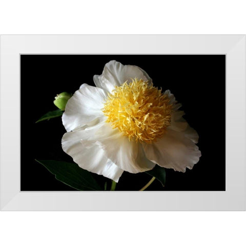 White Peony III White Modern Wood Framed Art Print by Putman, Tammy