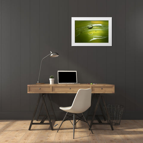 Lemon Lime Drop II White Modern Wood Framed Art Print by Putman, Tammy