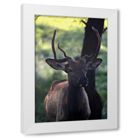 Elk I White Modern Wood Framed Art Print by Putman, Tammy