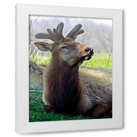 Elk II White Modern Wood Framed Art Print by Putman, Tammy