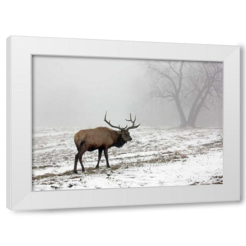 Elk III White Modern Wood Framed Art Print by Putman, Tammy