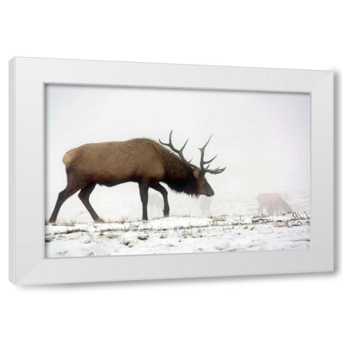 Elk IV White Modern Wood Framed Art Print by Putman, Tammy