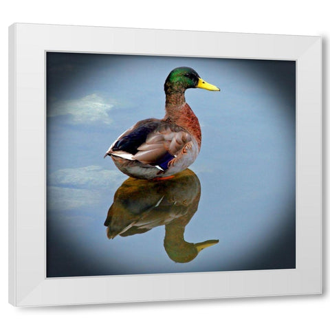 Mallard Reflection White Modern Wood Framed Art Print by Putman, Tammy