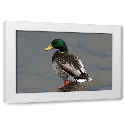 Mallard White Modern Wood Framed Art Print by Putman, Tammy