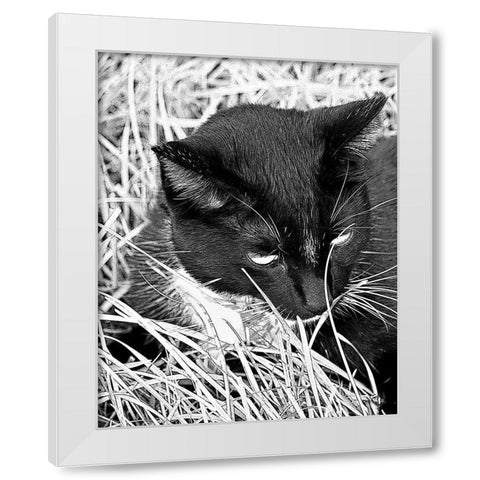 Jinx I White Modern Wood Framed Art Print by Putman, Tammy