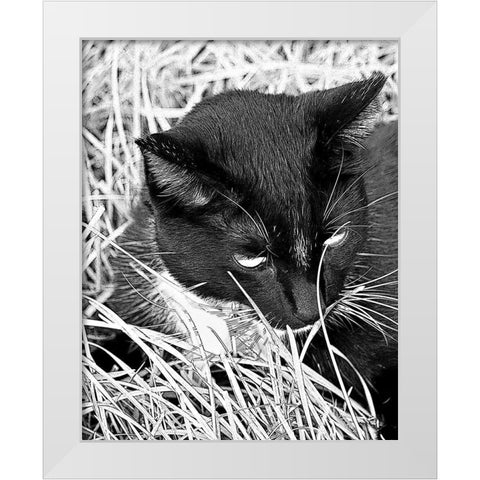 Jinx I White Modern Wood Framed Art Print by Putman, Tammy