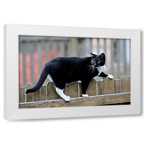 Jinx II White Modern Wood Framed Art Print by Putman, Tammy