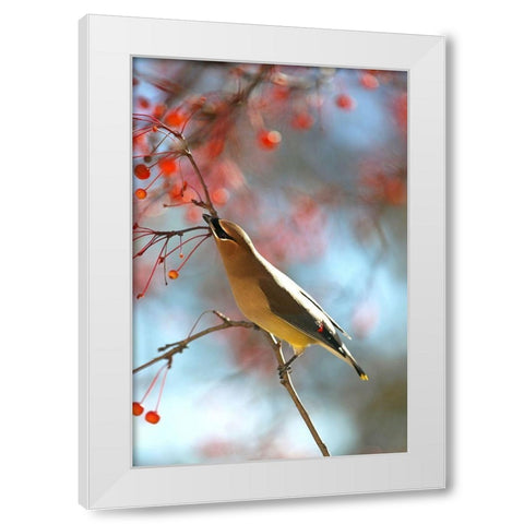 Cedar Wax Wing White Modern Wood Framed Art Print by Putman, Tammy