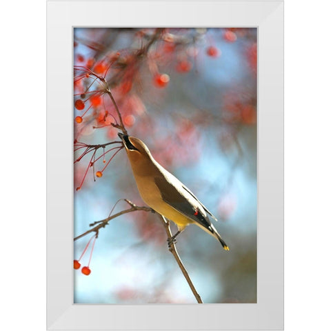 Cedar Wax Wing White Modern Wood Framed Art Print by Putman, Tammy