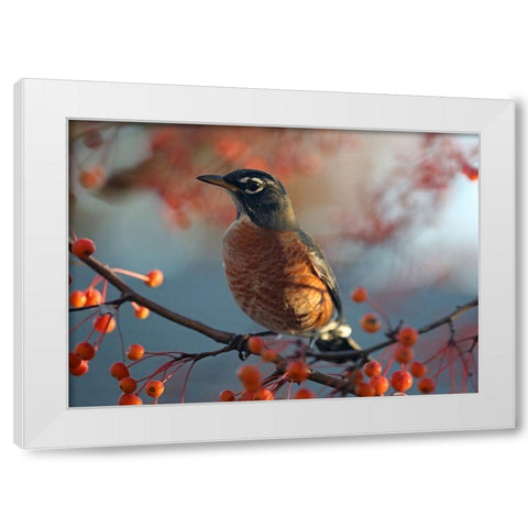 Robin the Berry II White Modern Wood Framed Art Print by Putman, Tammy