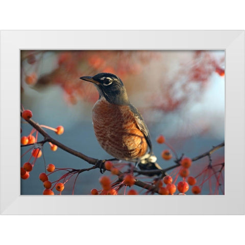 Robin the Berry II White Modern Wood Framed Art Print by Putman, Tammy