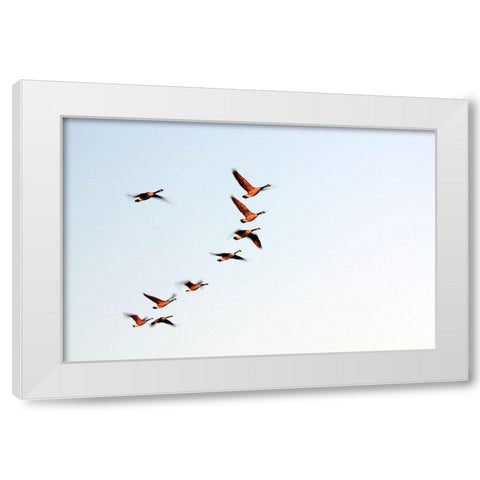 Flock White Modern Wood Framed Art Print by Putman, Tammy