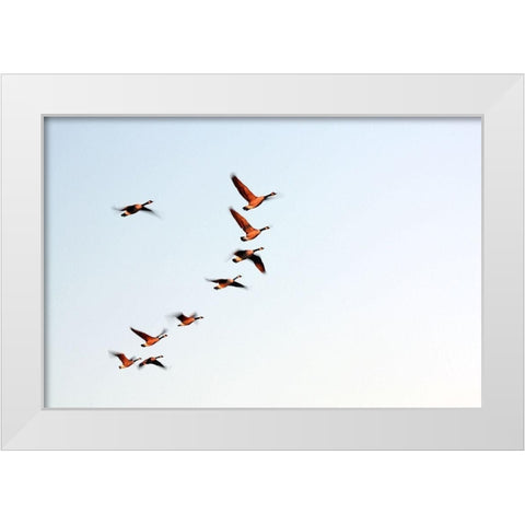 Flock White Modern Wood Framed Art Print by Putman, Tammy