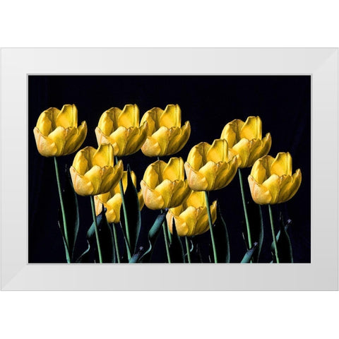 Yellow Tulips White Modern Wood Framed Art Print by Putman, Tammy