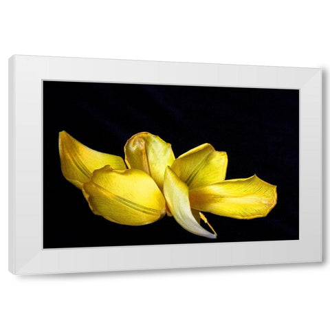 Pieces White Modern Wood Framed Art Print by Putman, Tammy