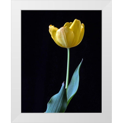Single Tulip White Modern Wood Framed Art Print by Putman, Tammy