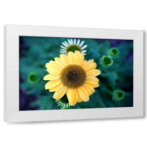 Cone Flowers II White Modern Wood Framed Art Print by Putman, Tammy