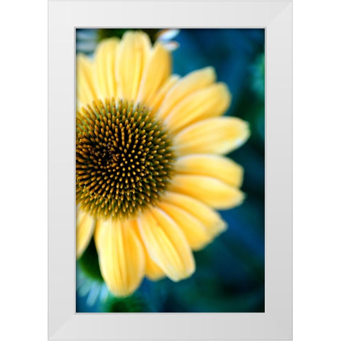 Cone Flowers III White Modern Wood Framed Art Print by Putman, Tammy