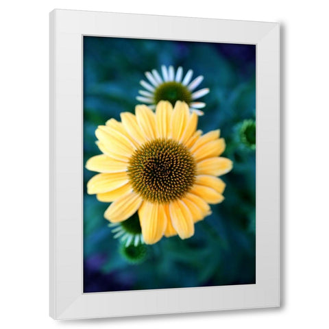 Cone Flowers IV White Modern Wood Framed Art Print by Putman, Tammy