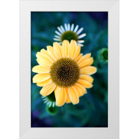 Cone Flowers IV White Modern Wood Framed Art Print by Putman, Tammy