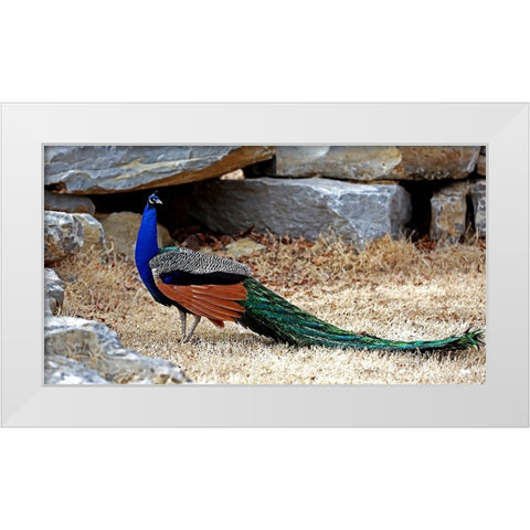 Posing Peacock I White Modern Wood Framed Art Print by Putman, Tammy