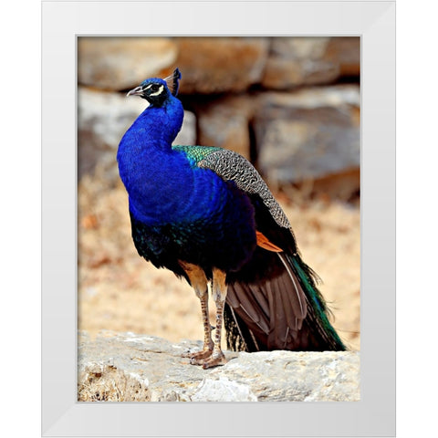 Posing Peacock III White Modern Wood Framed Art Print by Putman, Tammy