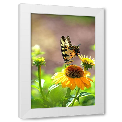 Eastern Tiger Swallowtail Lift White Modern Wood Framed Art Print by Putman, Tammy