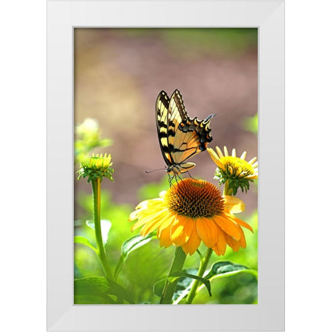 Eastern Tiger Swallowtail Lift White Modern Wood Framed Art Print by Putman, Tammy