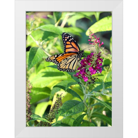 Monarch Garden I White Modern Wood Framed Art Print by Putman, Tammy