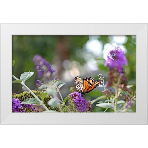 Monarch Garden III White Modern Wood Framed Art Print by Putman, Tammy