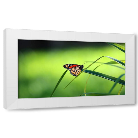Monarch Patterns White Modern Wood Framed Art Print by Putman, Tammy
