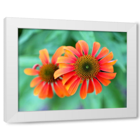 Echinacea White Modern Wood Framed Art Print by Putman, Tammy