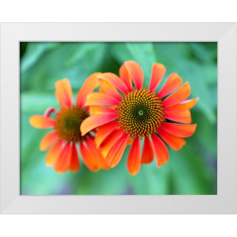 Echinacea White Modern Wood Framed Art Print by Putman, Tammy