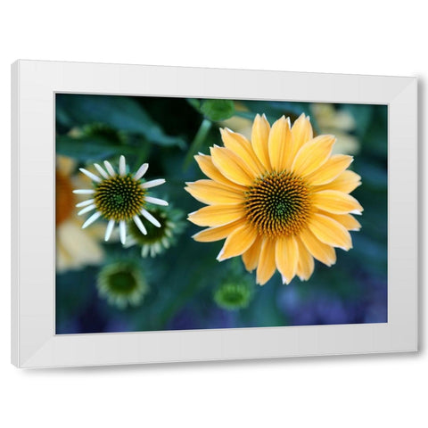 Daisies White Modern Wood Framed Art Print by Putman, Tammy